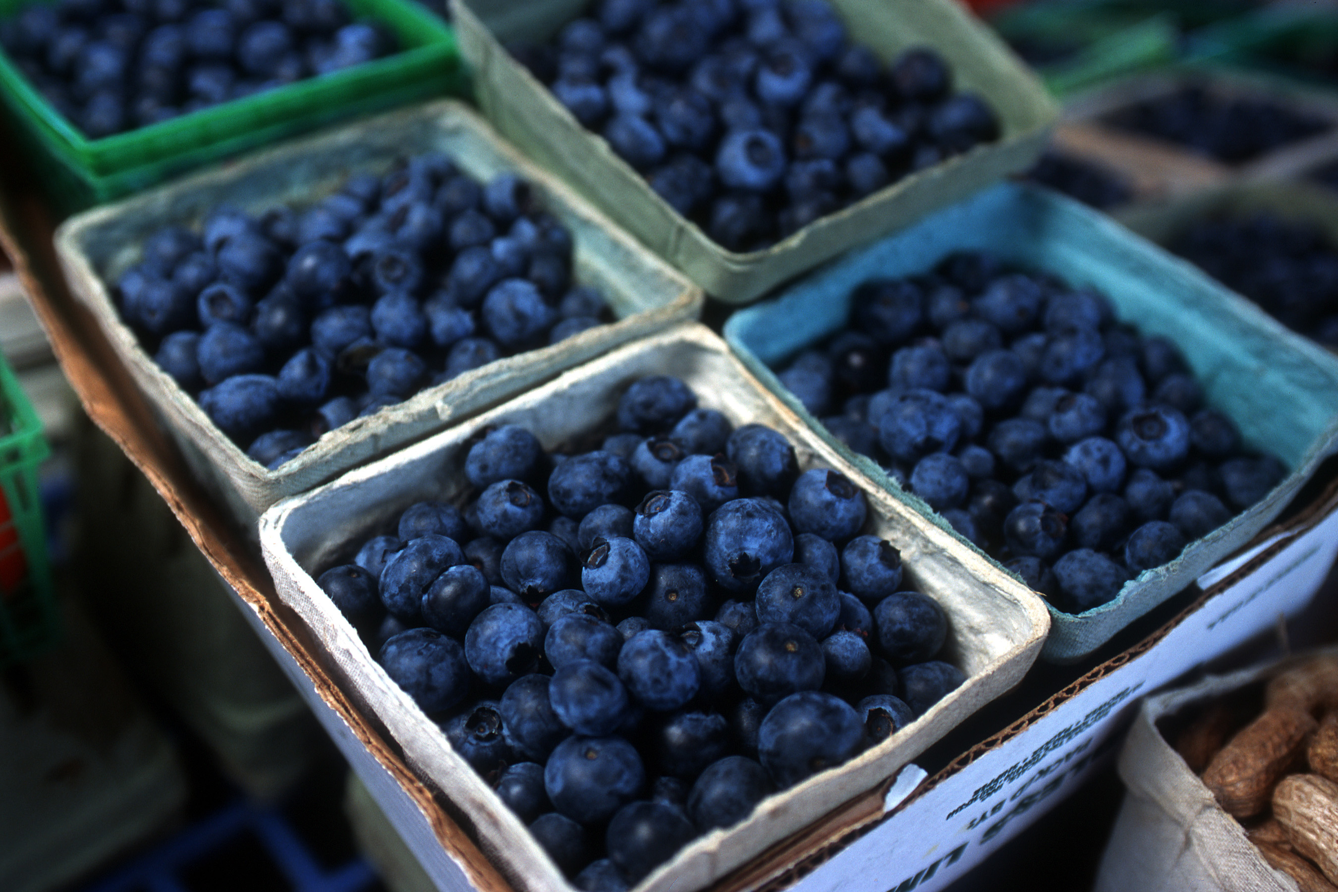 Fresh blueberries in produce containers.