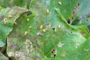 Cucumber beetle on leaves