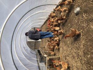 man feeding chickens inside a hoop house