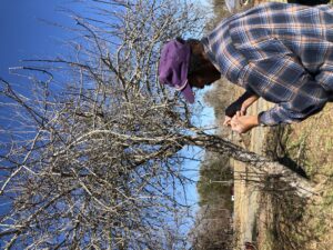 Man working on a tree graft