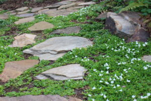 Rocks in a garden