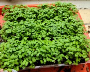 Cover photo for Microgreens Workshop