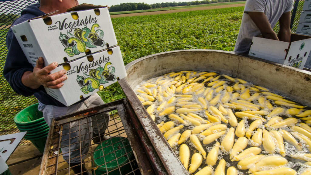 squash in wash bin before it get's packed for sale