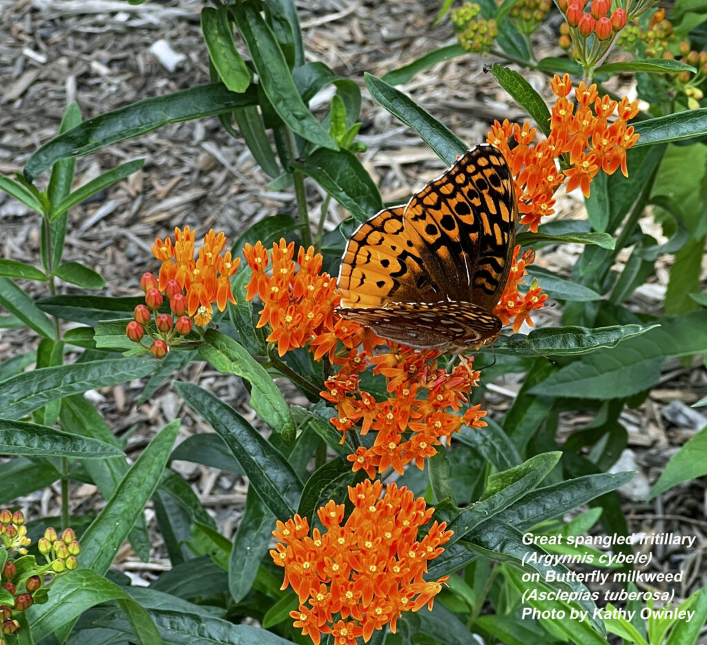 Butterfly on milkweed