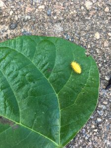 beetle on plant leaf