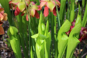 colorful pitcher plants