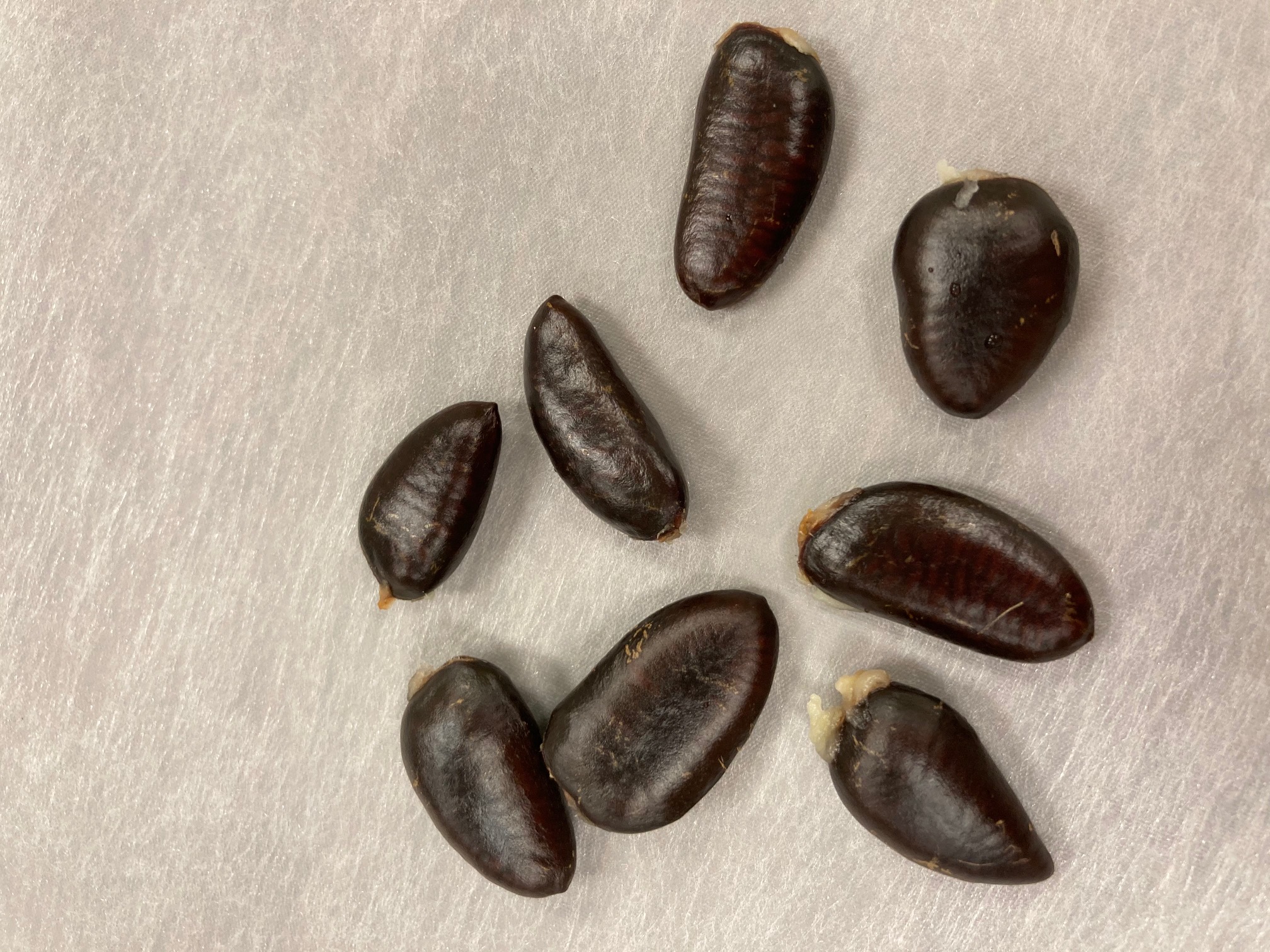 Large dark brown seeds 
