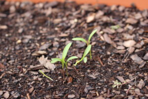 seedlings