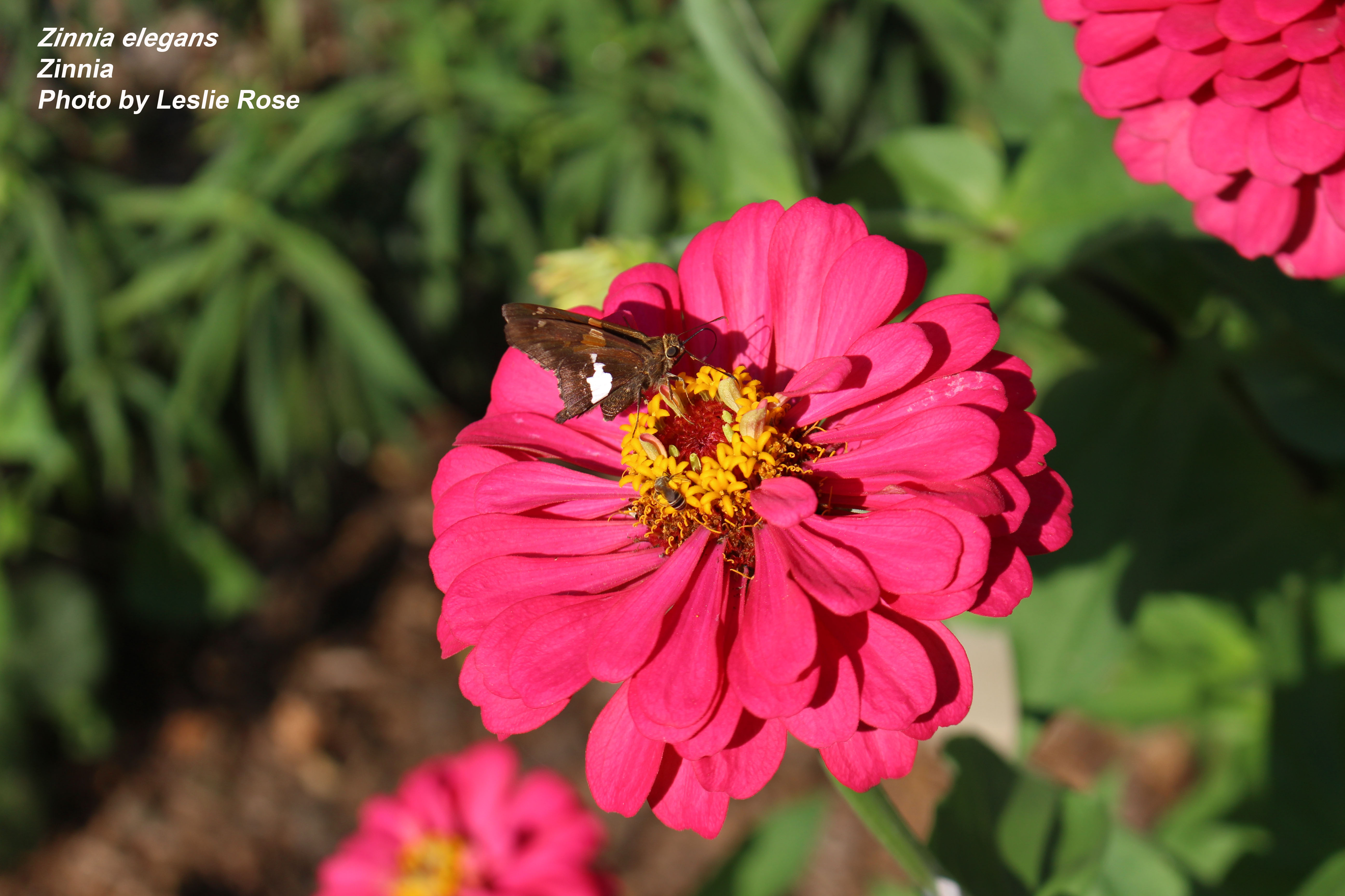 Zinnia flower with butterfly