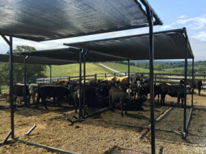 Shade for cattle