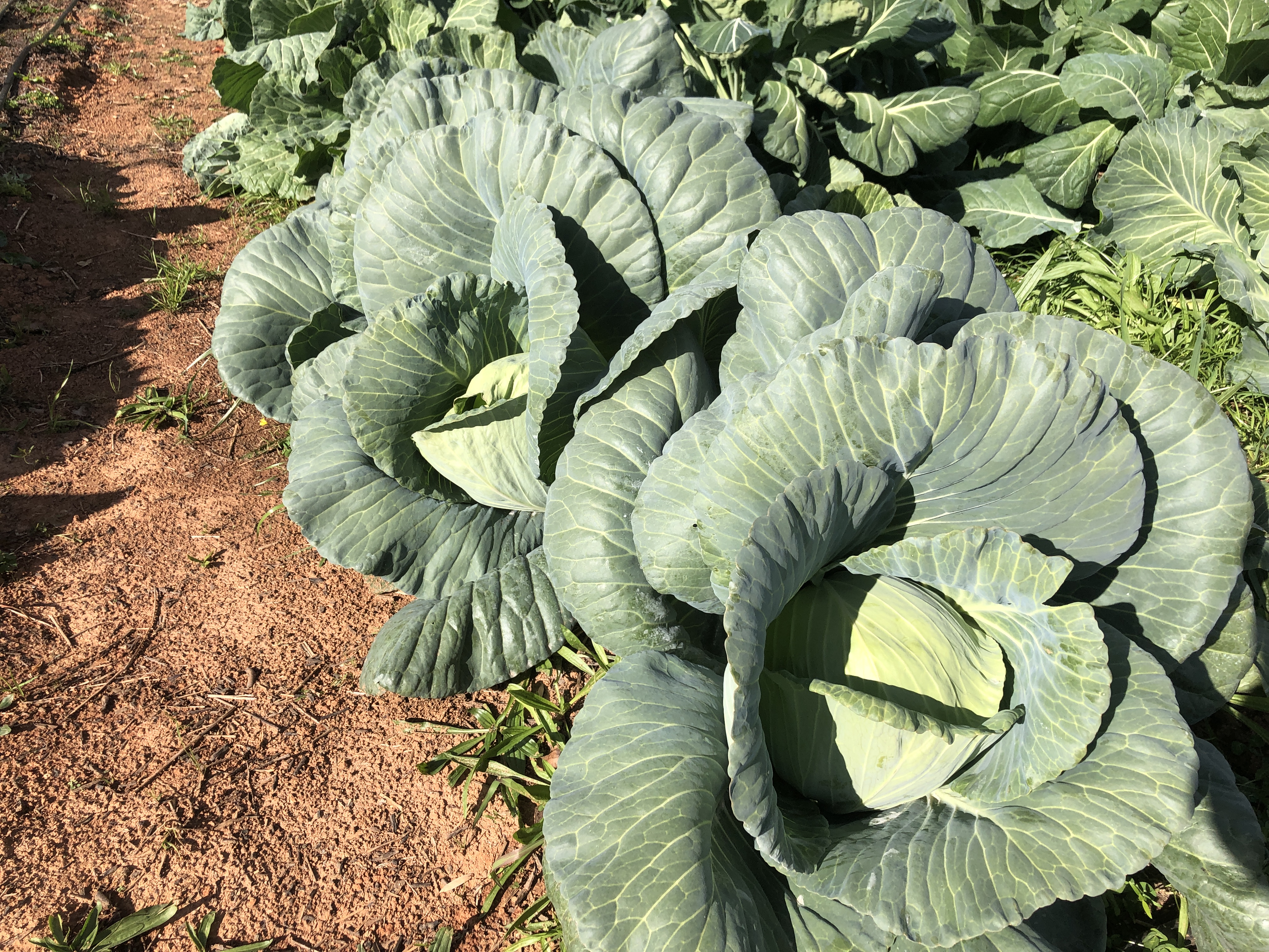 Large cabbages lay on the ground.
