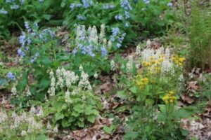 spring ephemerals in the garden