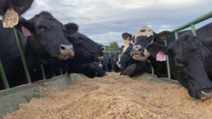 NC State Extension research into feeding byproducts from the brewing and cotton gin industries can benefit beef producers and consumers of beef including steaks and hamburgers.