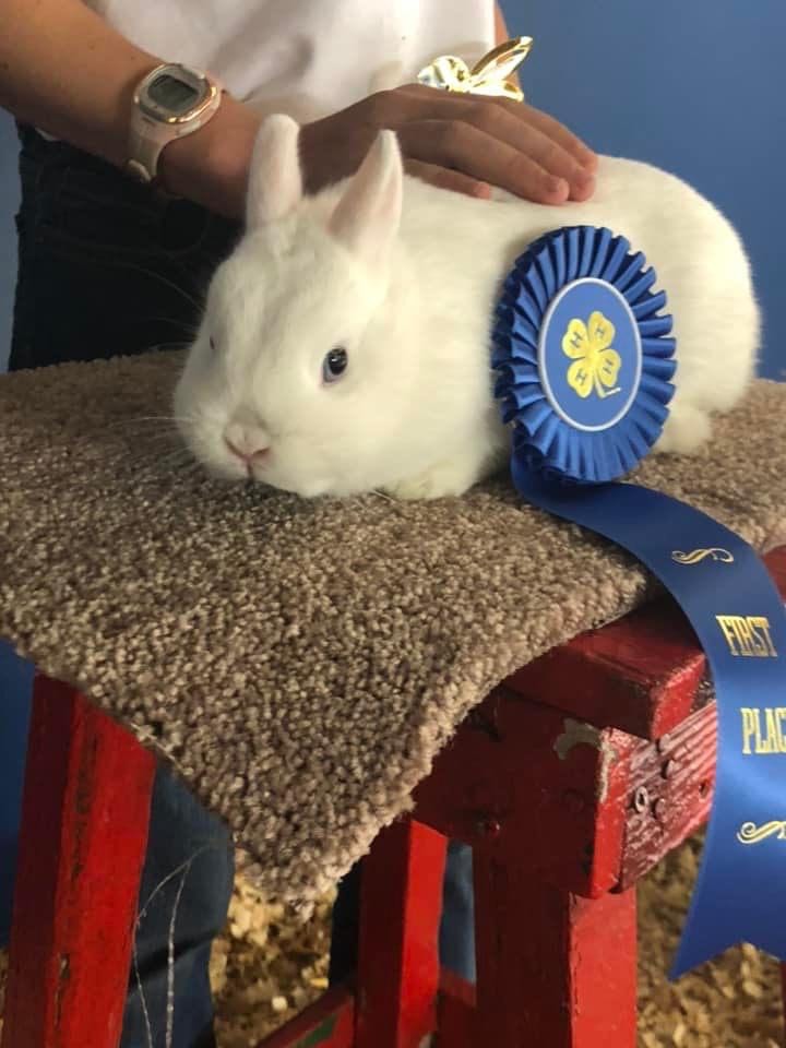 rabbit with blue ribbon