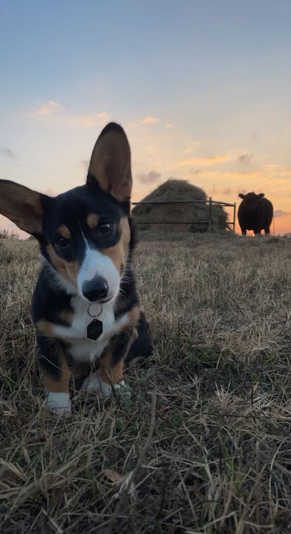 Corgi pup in a cow pasture at sunset