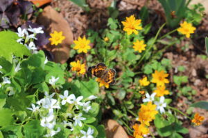 Butterfly on coreopsis