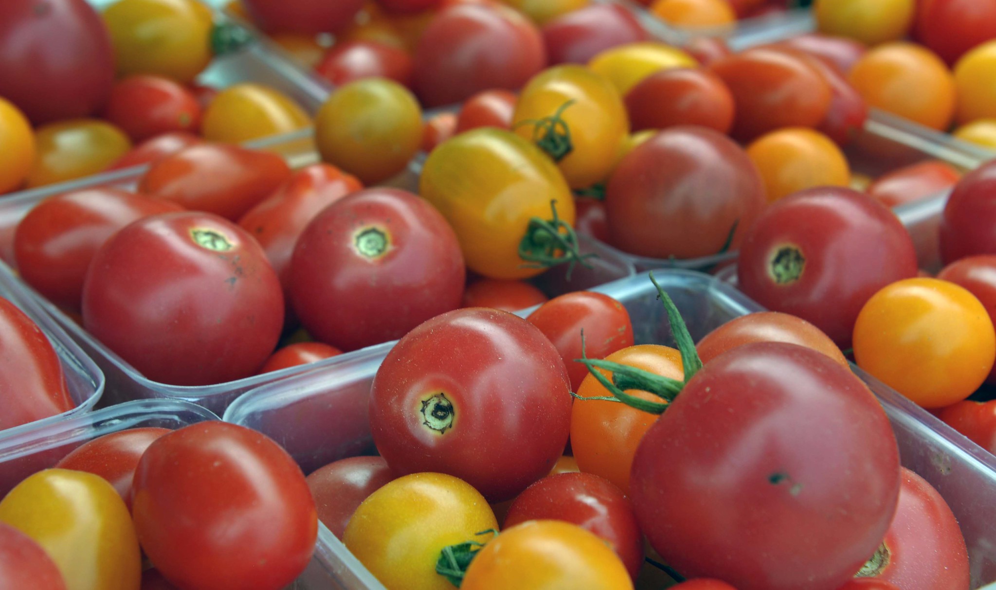 Tomatoes in plastic bins.