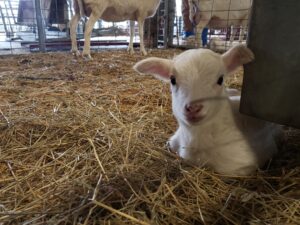 Cover photo for 2023 Piedmont Regional Sheep and Goat Conference