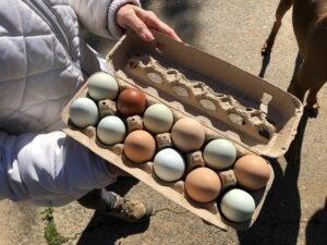 Eggs of various colors in a carton. 