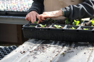 Volunteer planting