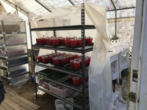 Plants growing in a greenhouse. 