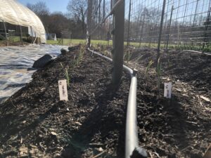 row of young onion plants at Willow Ridge Farmstead