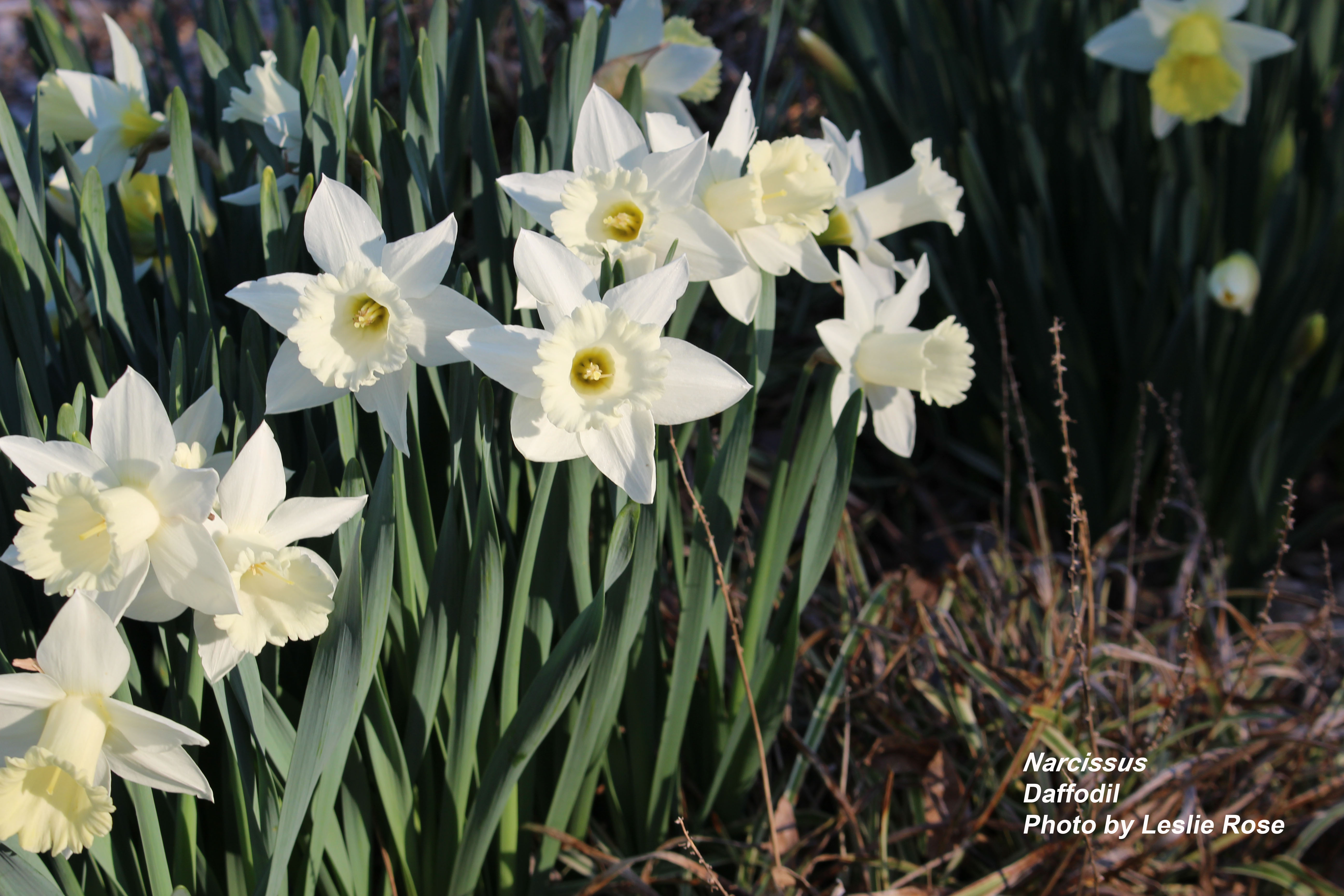 White daffodil