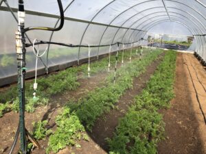 Plants in a hightunnel