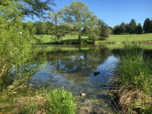 A farm pond in North Carolina