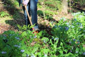 Digging in the garden