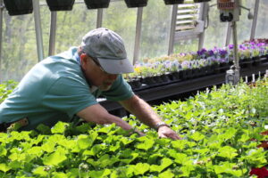 White male wearing a baseball cap learns over a table full of plant seedlings