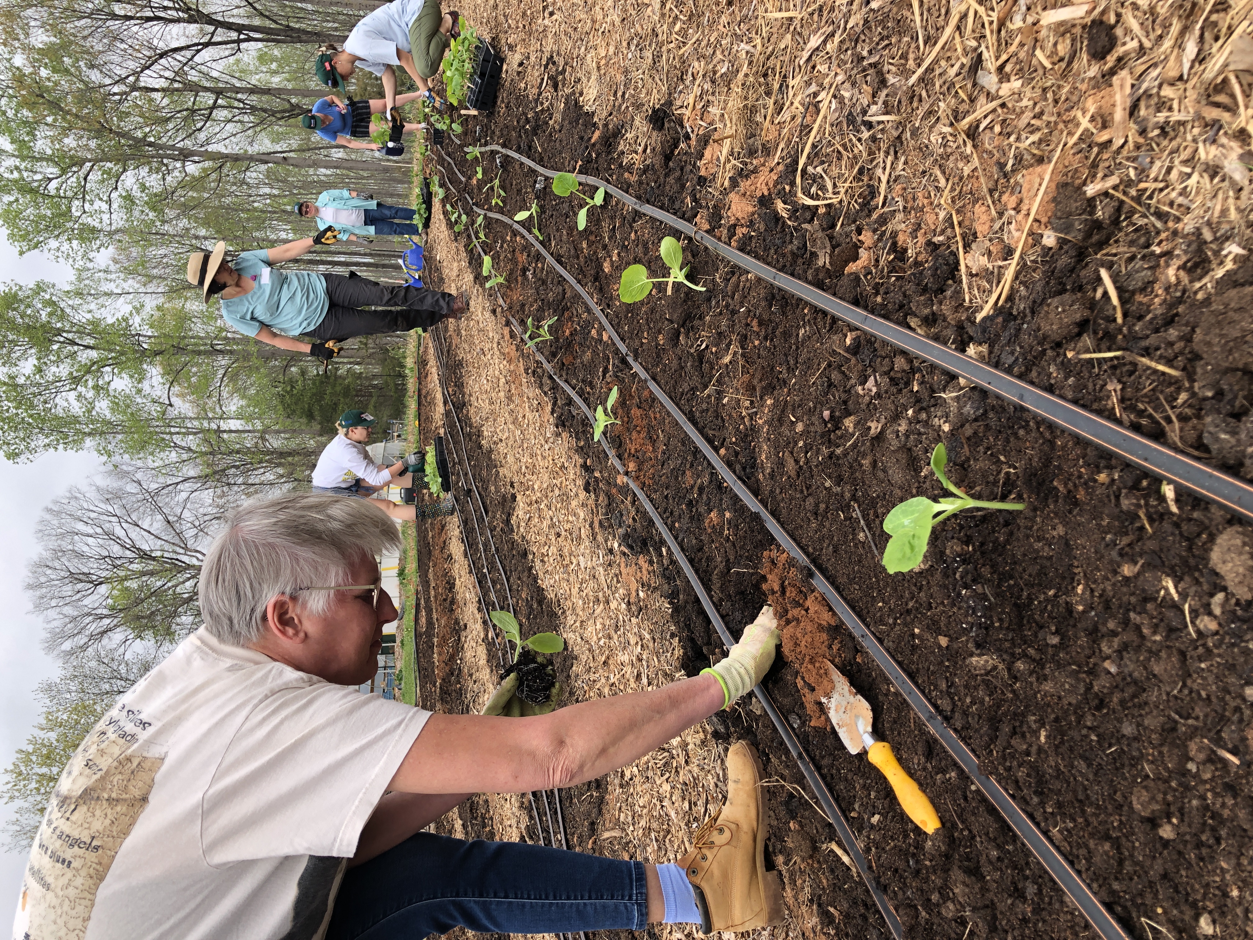 Forsyth County Urban Farm School Students plant transplants