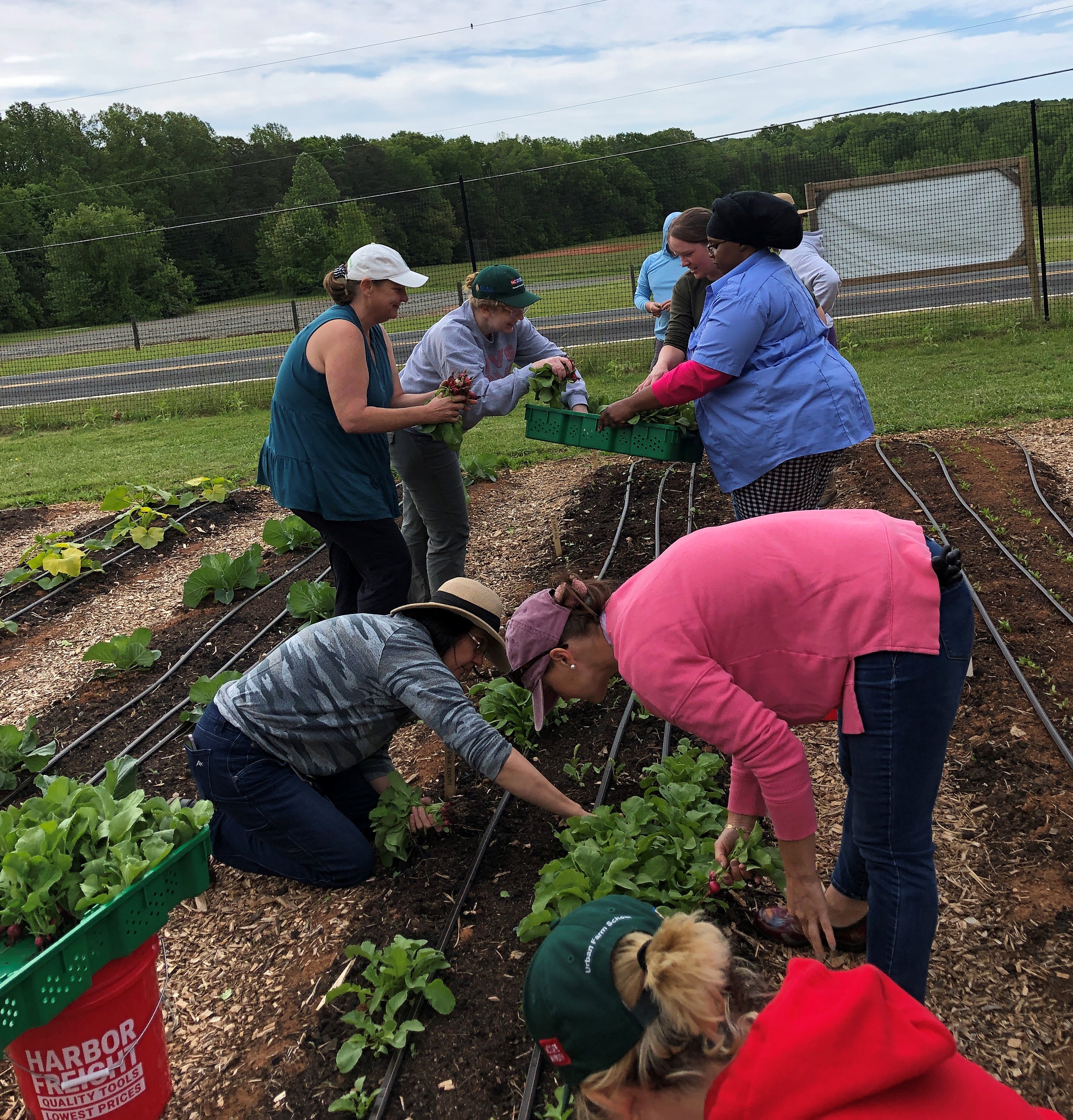 A group of students harvest produce.