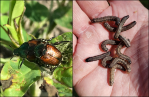 Cover photo for Early Activity for Fall Armyworms and Japanese Beetles