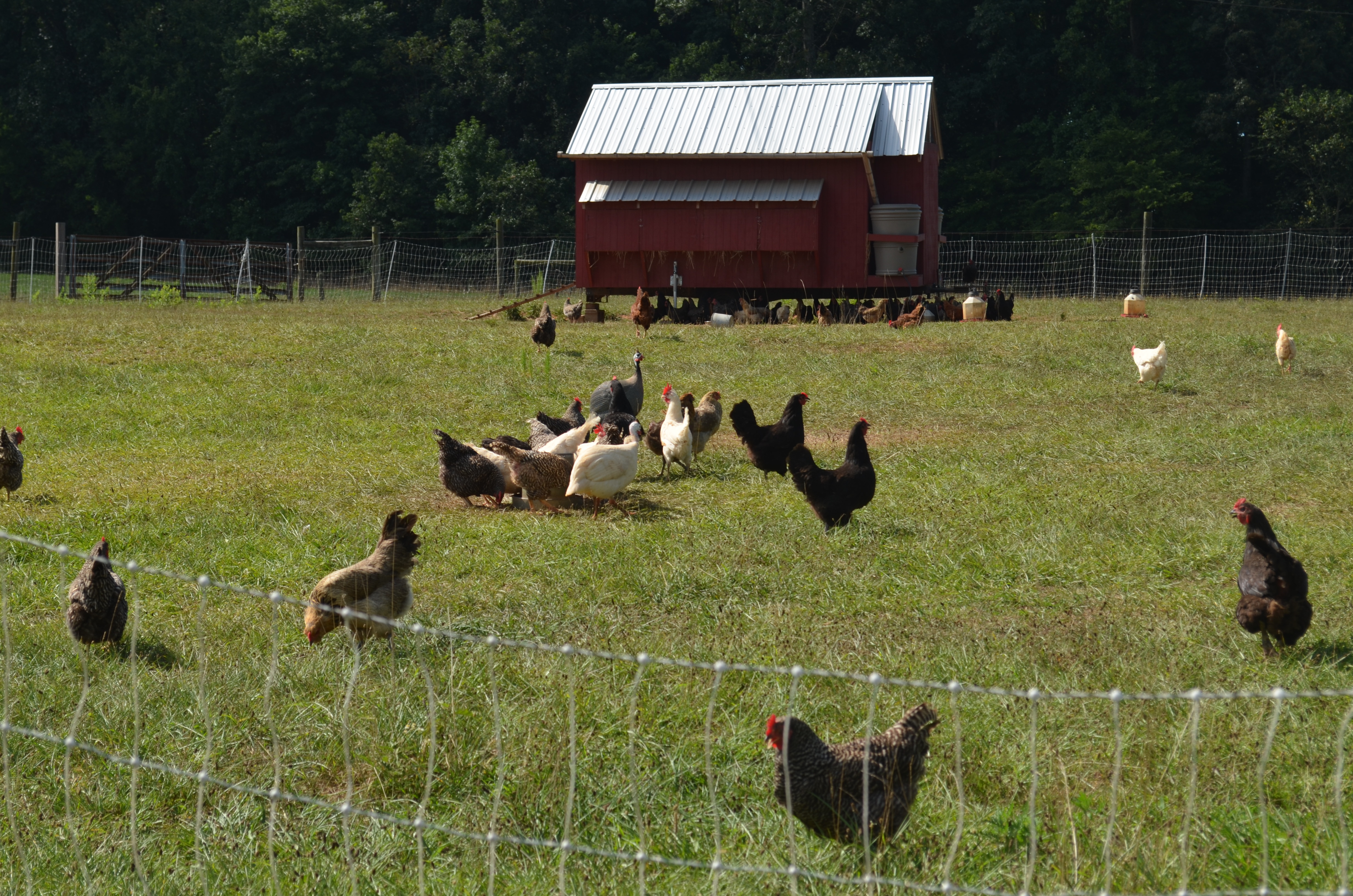 poultry grazing