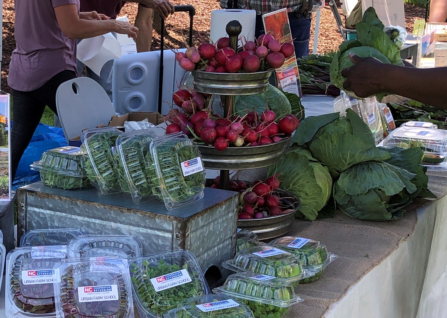 Fresh Produce from the Urban Farm School