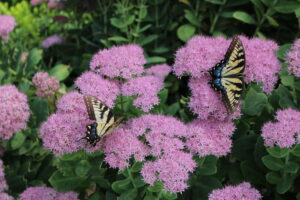 butterflies on zinnia