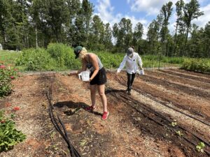 Cover crop planting: Buckwheat