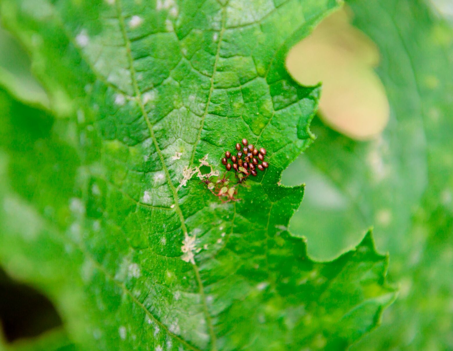 Squash bug nymphs emerging from eggs laid on zucchini leaf. Photo: Krista Smith