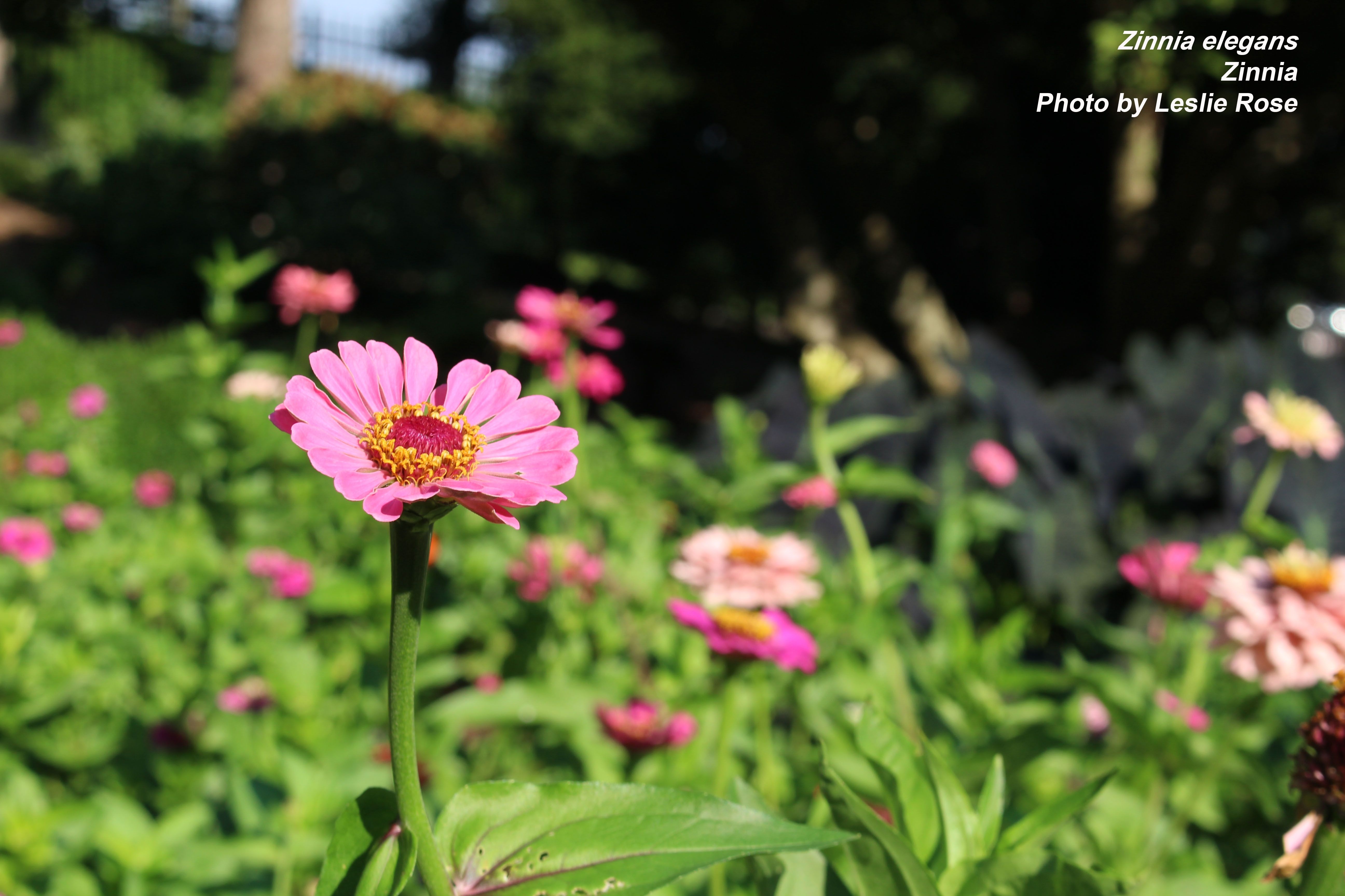 Zinnia