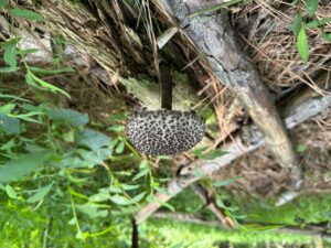 What is it? Edible mushroom or not?