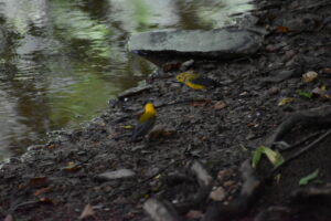 Prothonotary Warblers Near A Stream