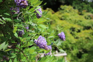 Wisteria