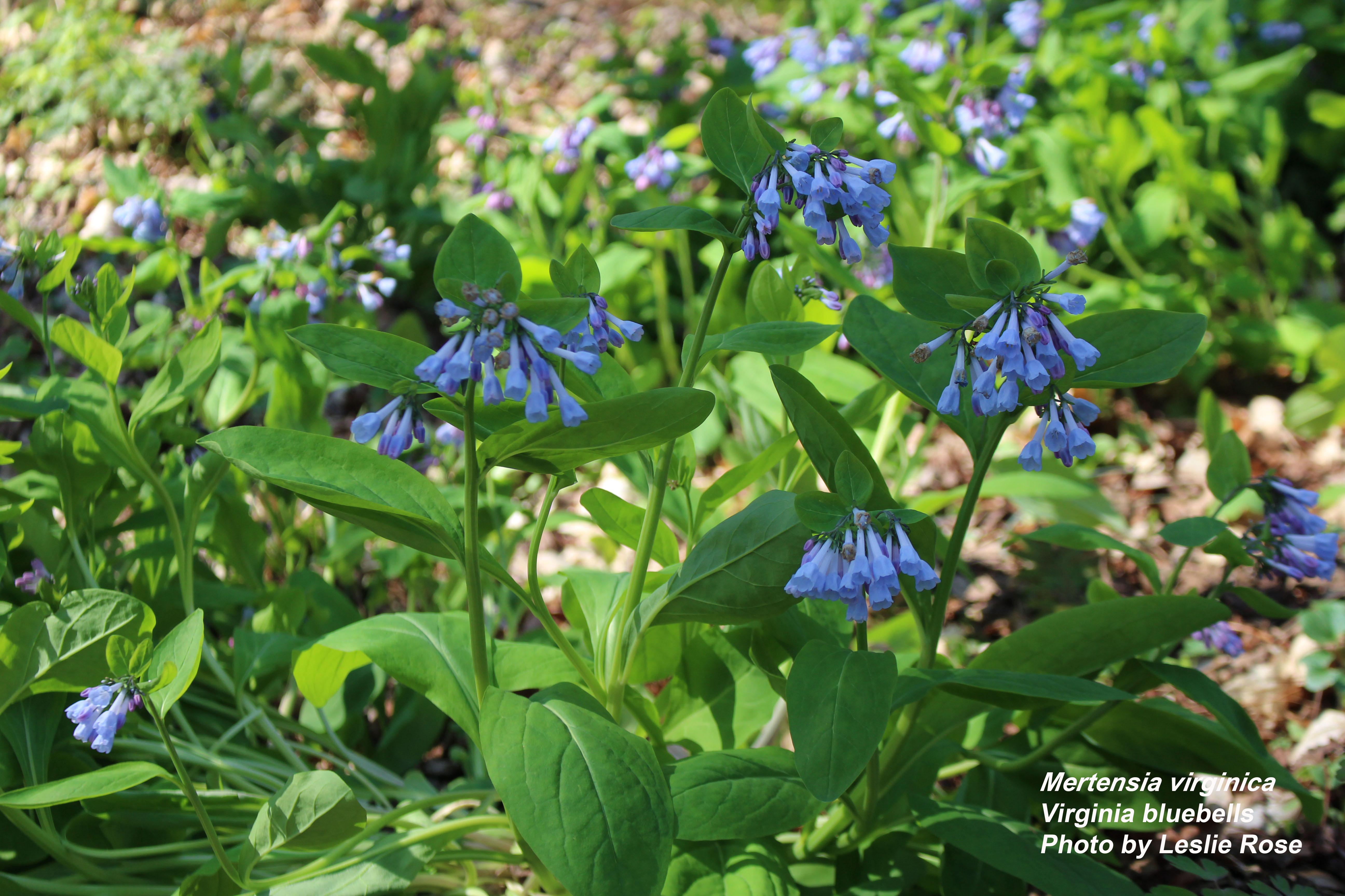 Virginia bluebells flowers