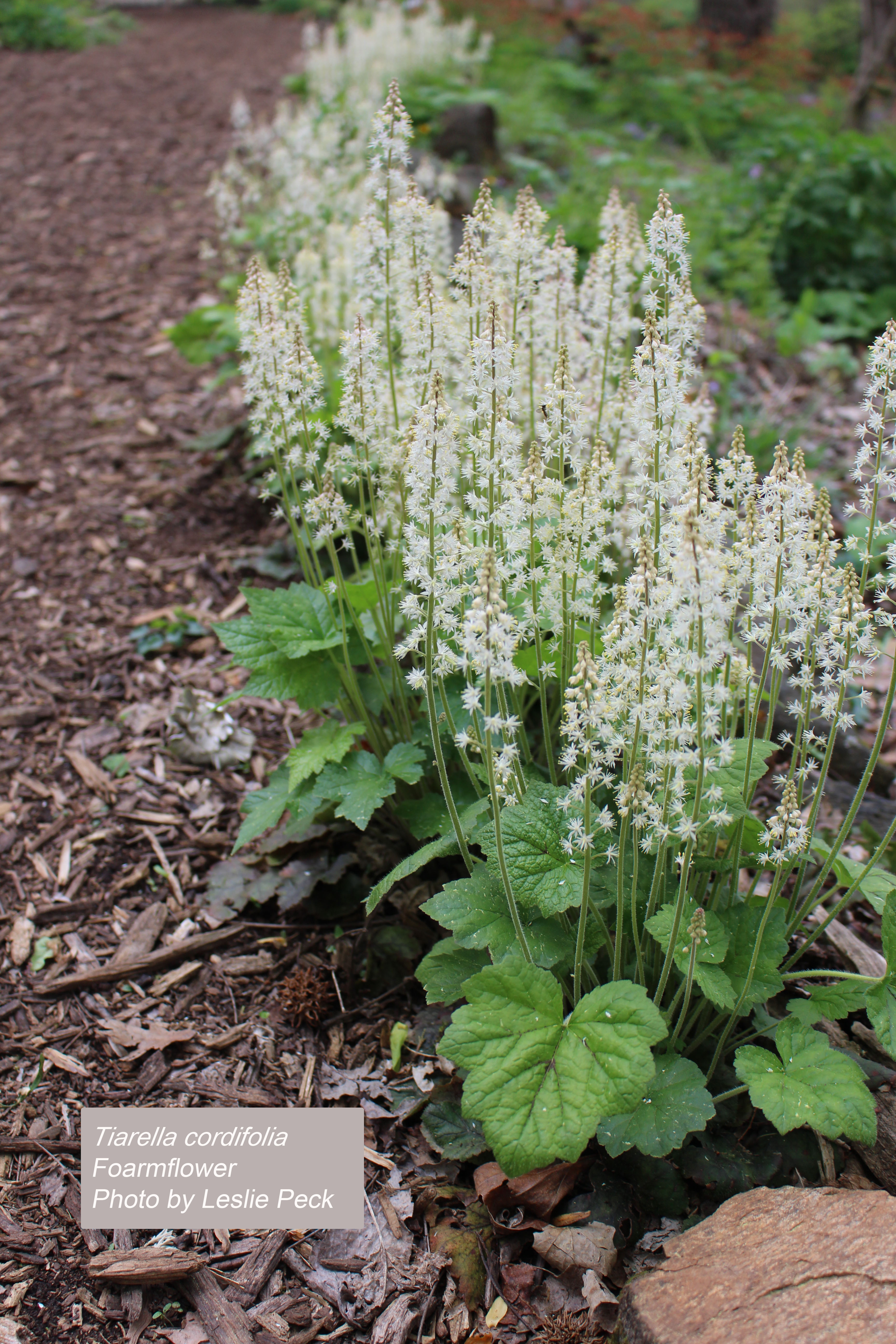 Foamflower