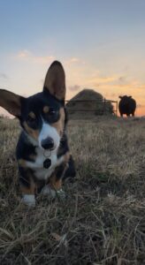 Photo of a corgi standing in a pasture with a round bale of hay, and black cow in front of an orange susnset