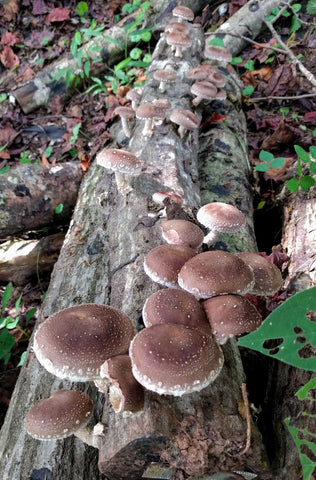 shitakes growing on log