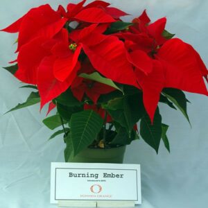 Poinsettia 'Burning Ember', trialed with NCSU 2016-2017