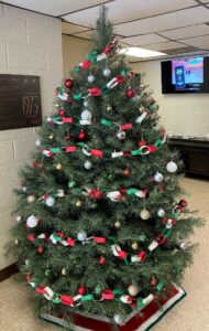 Abies concolor, Concolor Fir, used as a Chrsitmas tree in the Forsyth County Extension office. 