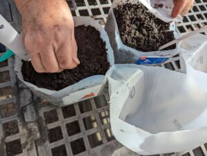 hands planting seeds inside a repurposed pot